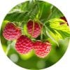 Living Libations Raspberry Leaf Aboslute