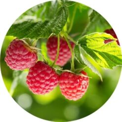 Living Libations Raspberry Leaf Aboslute