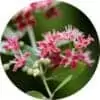 living libations henna attar gulhina essential oil