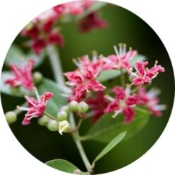 living libations henna attar gulhina essential oil