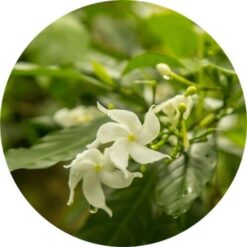 living libations jasmine attar chameli essential oil