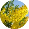 living libations mimosa absolute