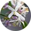 living libations neroli grapefruit blossom essential oil