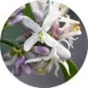 living libations neroli grapefruit blossom essential oil