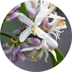 living libations neroli grapefruit blossom essential oil