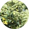 living libations opopanax essential oil