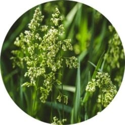 living libations sweet vernal grass essential oil