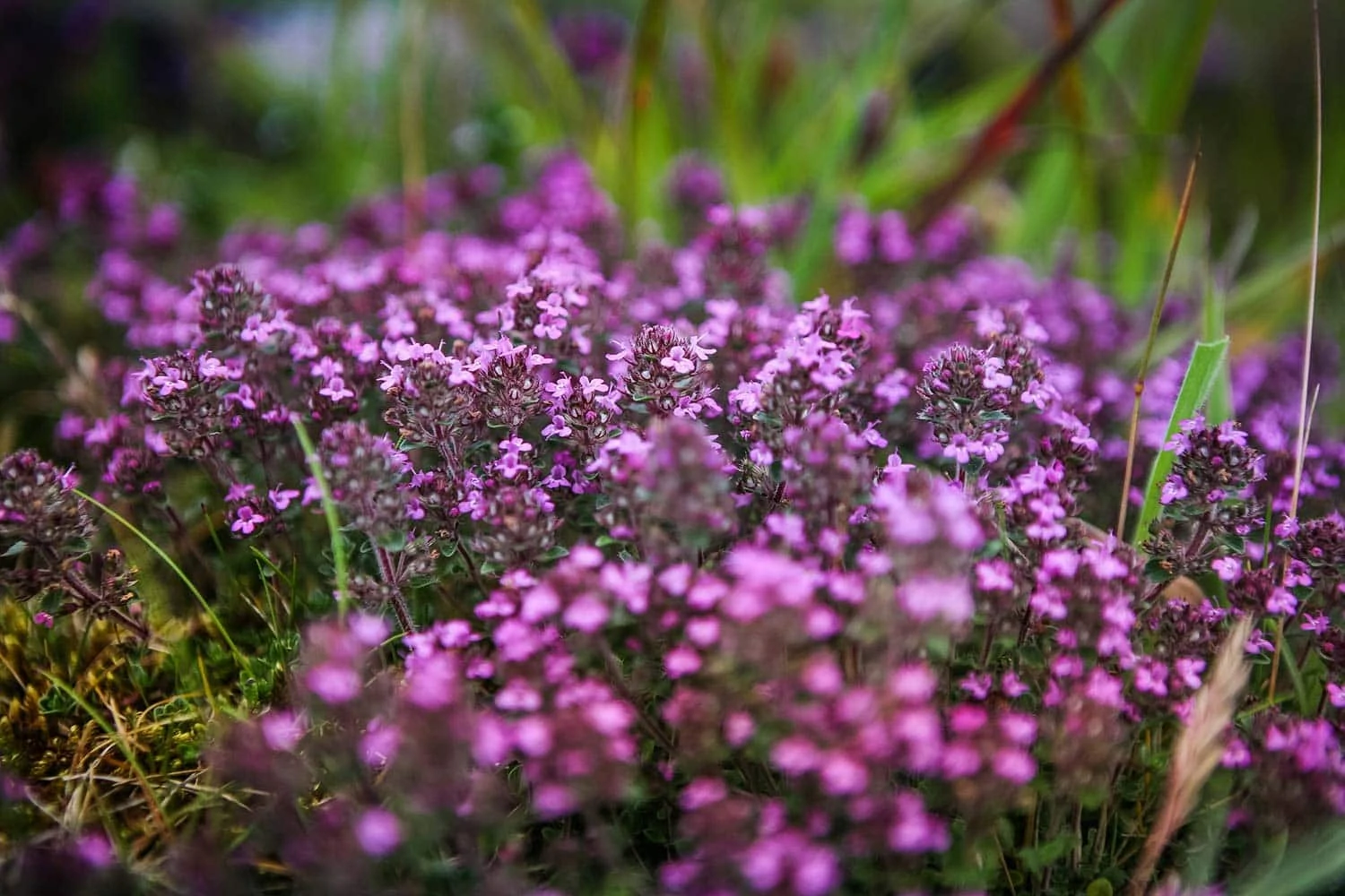 Thyme plant portrait