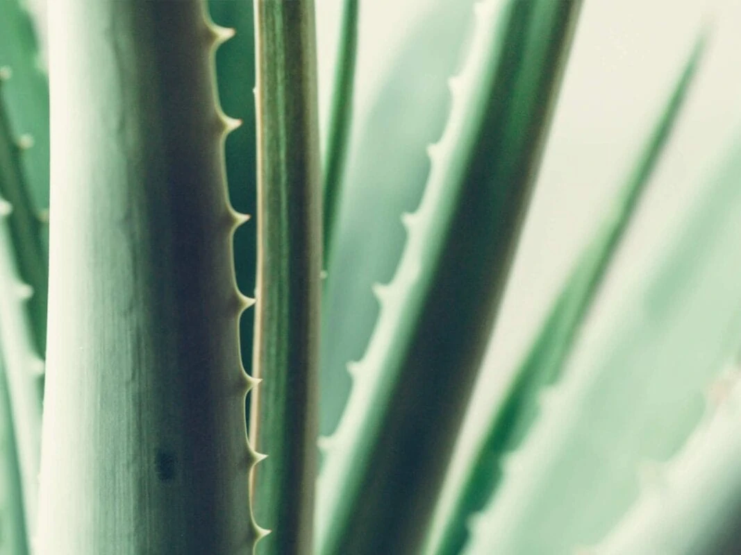 aloe vera josh rosebrook