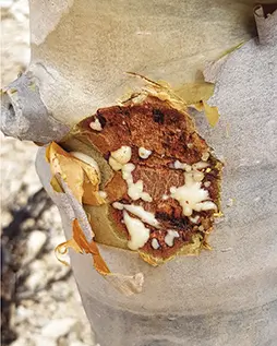 Frankincense resin on the tree