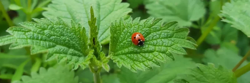 nettle