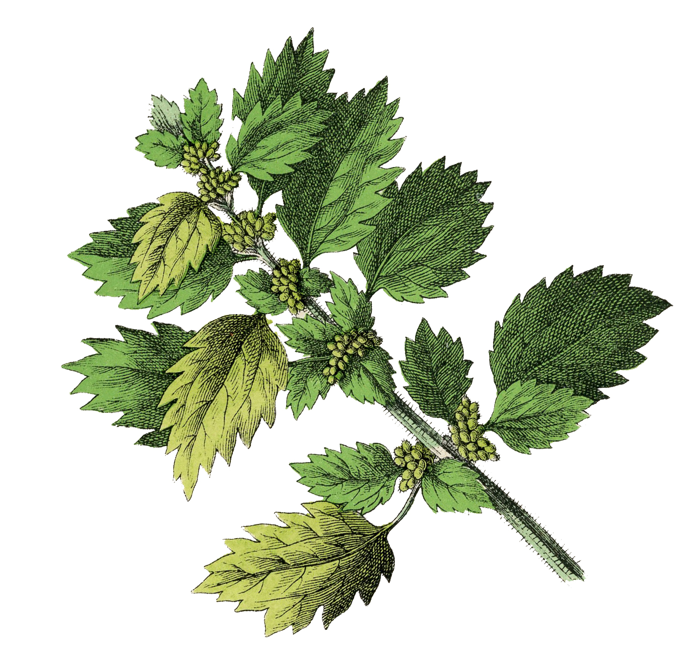 nettle nettle