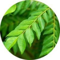 llcurryleafoke1