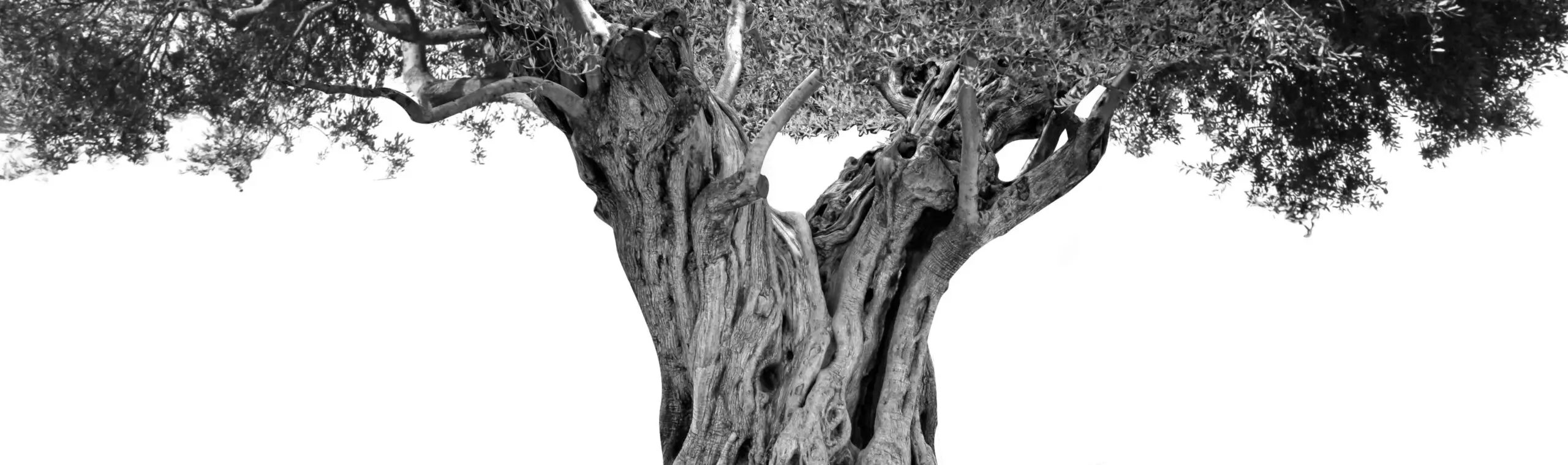Oliveda