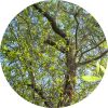 sandalwoodpacificEOoke