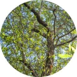 sandalwoodpacificEOoke