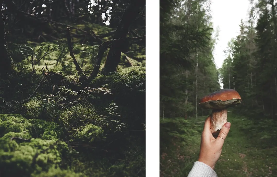 mushroom foodsporen
