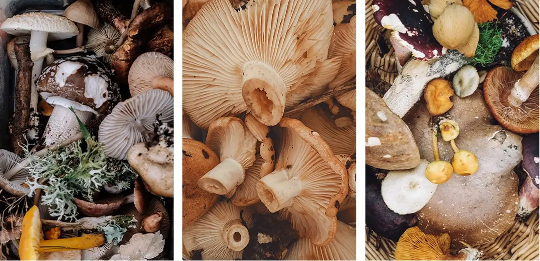 mushroom foodsporen