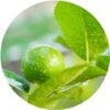 Limetta Essential Oil