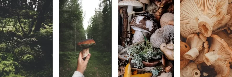 paddenstoelen voedselsporen