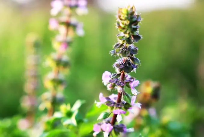 holy basil