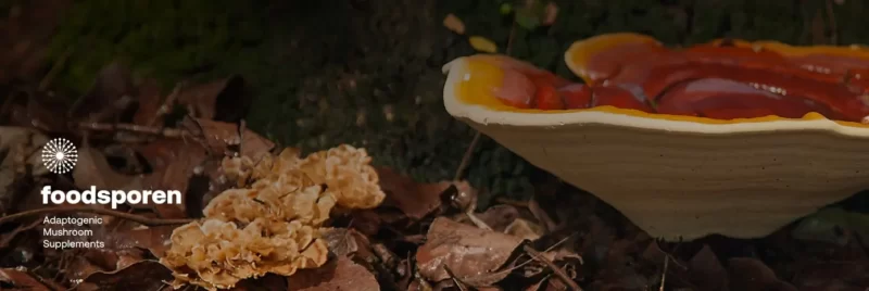 foodsporen