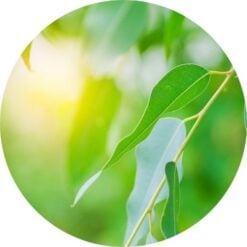 eucalyptusradiata