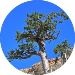 frankincense frereana