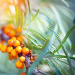 navi-potentised-seabuckthorn1