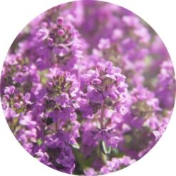 thyme moroccan essential oil