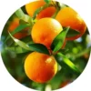 orange sweet essential oil