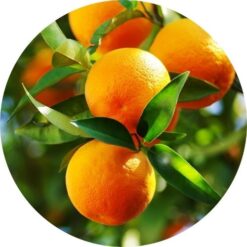 orange sweet essential oil
