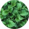 Mint mountain essential oil ll