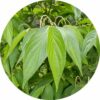 matico essential oil ll