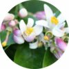daidaiblossomessentialoil