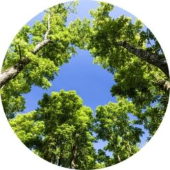 mahagoniblau wesentlich 1
