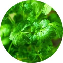 cilantroessential oil