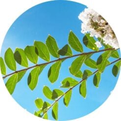 LLmountainmyrtle