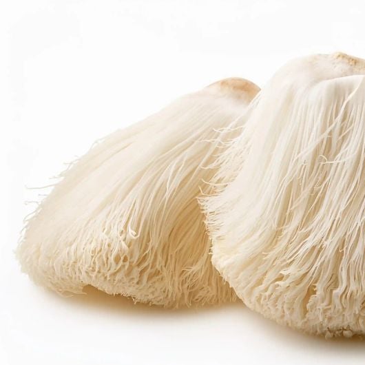 Lions Mane Mushroom · Dual Extract · Full Spectrum · Wild Cultivated - Image 3