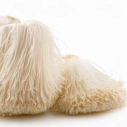 navi-lions-mane-1