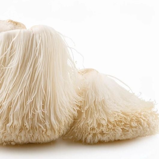 navi-lions-mane-1