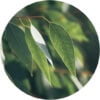 Eucalyptus Kochii Essential Oil