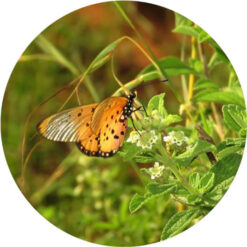 Verbena, Honey Essential Oil