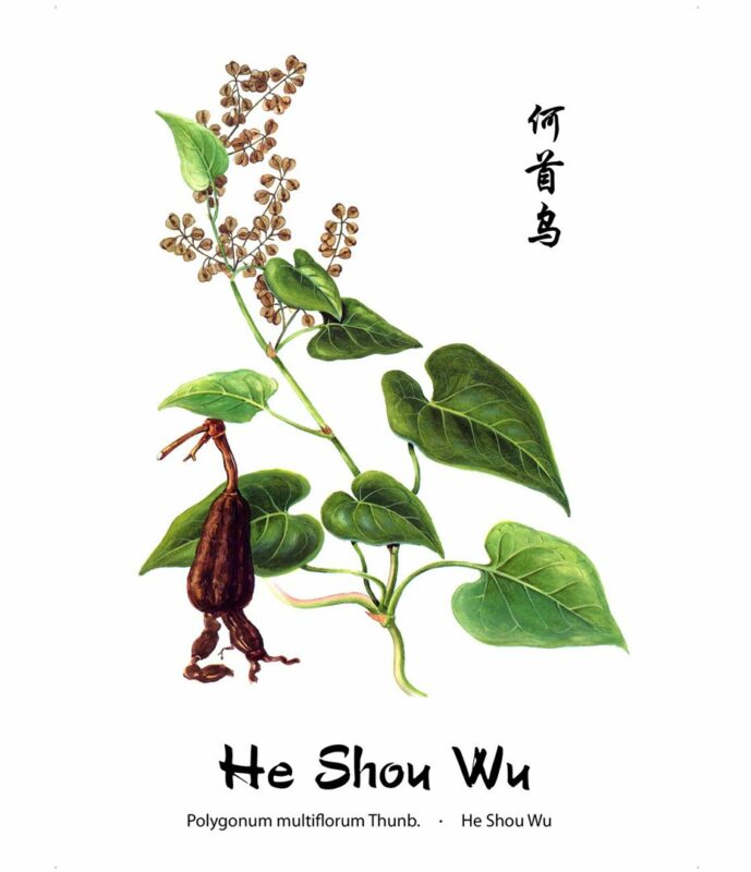 He Shou Wu