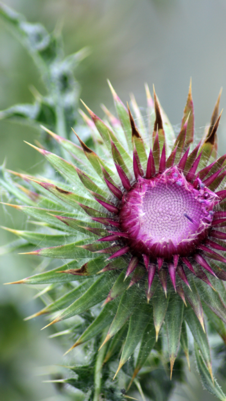 liver cleansing anima mundi