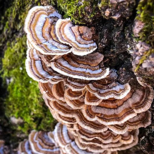 Turkey Tail Mushroom Extract | Full Spectrum | Wild Harvested - Image 3