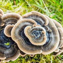 Turkey Tail Mushroom Extract | Full Spectrum | Wild Harvested - Image 4