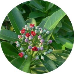 llsaroessential oil