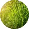 livinglibationsgingergrass