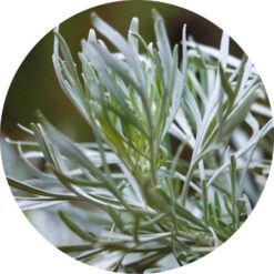 llbluesagebrush